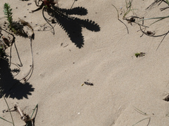 Anabarhynchus maritimus