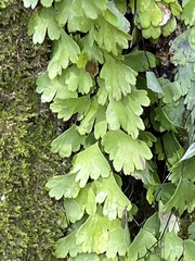 Adiantum