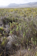 Osmitopsis asteriscoides