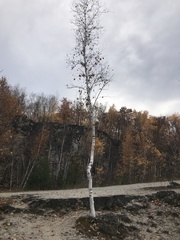 Betulaceae