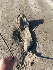 Myliobatis tenuicaudatus