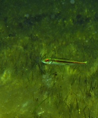 Atherinosoma microstoma