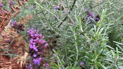 Verbena