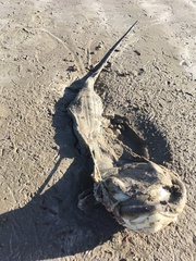 Myliobatis tenuicaudatus