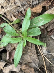 Hygrophila