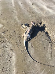 Myliobatis tenuicaudatus