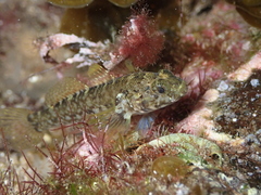 Gobius paganellus