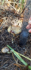 Suillus umbonatus
