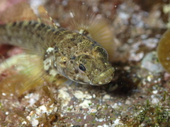 Gobius paganellus
