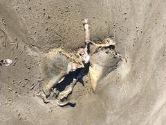 Myliobatis tenuicaudatus