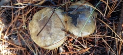 Suillus umbonatus