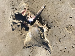 Myliobatis tenuicaudatus