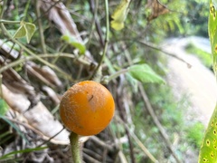 Solanum quitoense