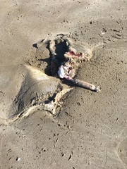 Myliobatis tenuicaudatus