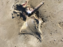 Myliobatis tenuicaudatus