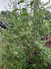 Lippia graveolens