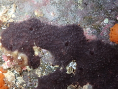 Chelonaplysilla noevus