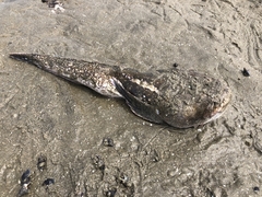 Genyagnus monopterygius