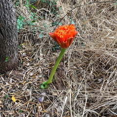 Scadoxus