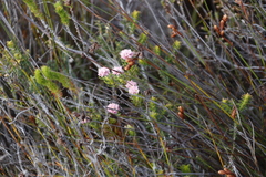 Lachnaea densiflora