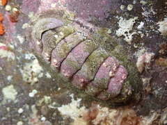 Rhyssoplax canariensis