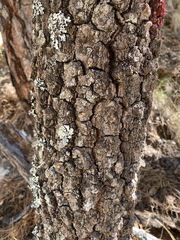 Quercus sideroxyla