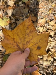 Ectoedemia platanella group