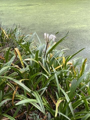 Crinum americanum