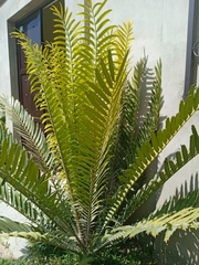 Dioon spinulosum