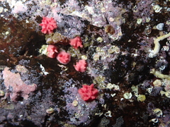 Miniacina miniacea