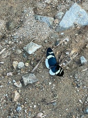 Heliconius eleuchia eleuchia
