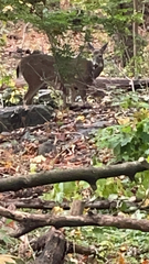 Odocoileus virginianus