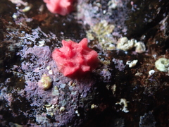 Miniacina miniacea
