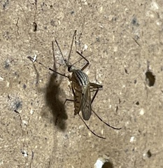 Aedes vittiger