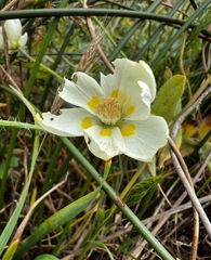 Platystemon californicus