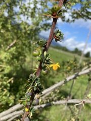 Berberis microphylla