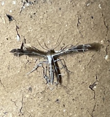 Stangeia xerodes