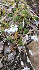 Cerastium alpinum