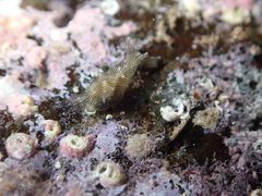 Stylocheilus polyomma