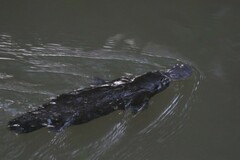Ornithorhynchus anatinus