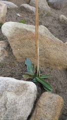 Micranthes foliolosa