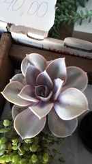 Echeveria gibbiflora × potosina