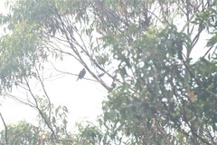 Sphecotheres vieilloti