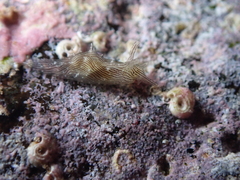 Stylocheilus polyomma