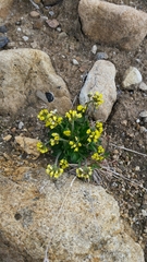 Draba alpina