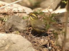 Atlapetes citrinellus