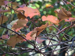 Acer opalus