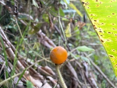 Solanum quitoense