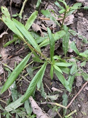 Hygrophila