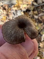 Arrhenia epichysium